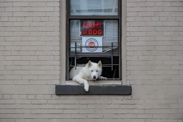 A photo of a cute white dog hanging out a window above a sign that says "Beware of Dog"